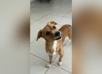 Benny Kokoni-Mix Rüde ca. 2 Jahre alt in Griechenland