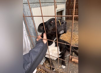 Dolly Mischlingshündin ca. 4,5 Jahre alt in Ungarn