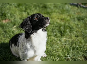 Anton Kokonimix Rüde ca. 7 Monate alt in 41751 Viersen