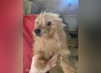 Pumuckl Mischlingsrüde ca. 1 Jahr alt in Ungarn