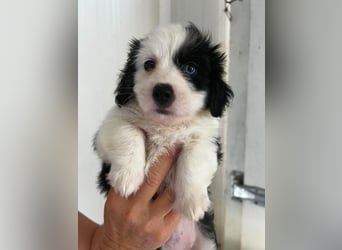 Hettie Mischlingshündin ca. 2 Monate alt in Griechenland