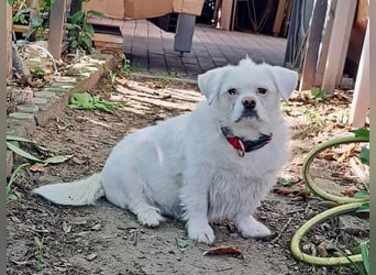 Susy kleine Mischlingshündin ca. 8-10 Jahre alt in 97318 Kitzingen