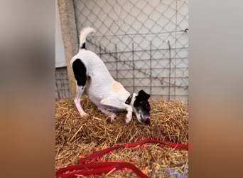 Penelope Foxterriermischling Hündin ca. 6 Jahre alt in Ungarn