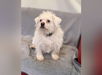 Susy kleine Mischlingshündin ca. 2,5 Jahre alt in Ungarn