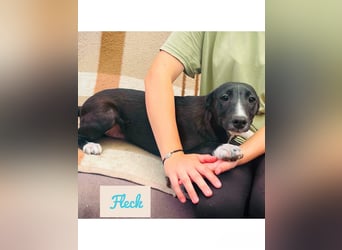 Fleck Mischlingsrüde ca. 5,5 Monate alt in Ungarn