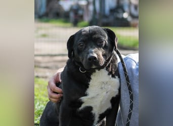 Dolly Mischlingshündin ca. 4,5 Jahre alt in Ungarn