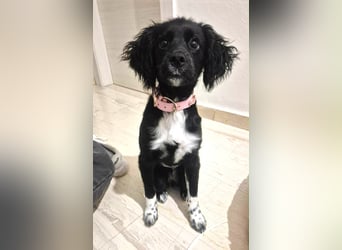 Daisy Mischlingshündin ca. 6 Monate alt in Griechenland