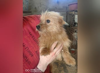 Pumuckl Mischlingsrüde ca. 1 Jahr alt in Ungarn