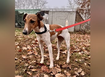 Stella Foxterriermischling Hündin ca. 3 Jahre alt in Ungarn