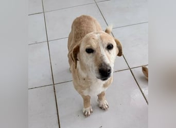 Margariti kleine Mischlingshündin ca. 12 Jahre alt in Griechenland