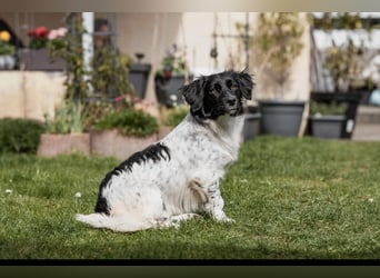 Anton Kokonimix Rüde ca. 7 Monate alt in 41751 Viersen