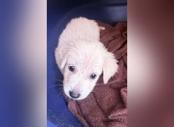 Nala Mischlingshündin ca. 2,5 Monate alt in Griechenland