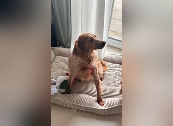 Hilde Mischlingshündin ca. 3 Jahre alt in 74831 Gundelsheim
