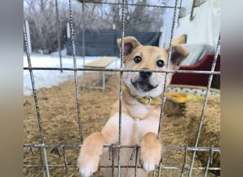 Keiko Mischlingshündin ca. 4 Monate alt in Ungarn