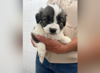 Gracie Mischlingshündin 2 Monate alt in Griechenland