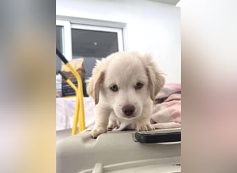 Coolio Kokonimix Rüde ca. 3 Monate alt in Griechenland