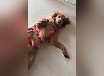 Hilde Mischlingshündin ca. 3 Jahre alt in 74831 Gundelsheim