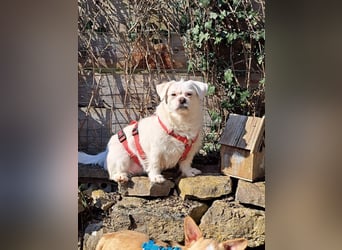 Susy kleine Mischlingshündin ca. 4 - 6 Jahre alt in 97318 Kitzingen
