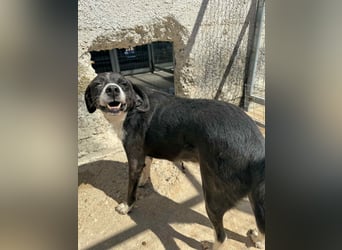 Pirat lieber Mischlingsrüde ca. 9,5 Jahre alt in Griechenland