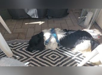 Anton Kokonimix Rüde ca. 7 Monate alt in 41751 Viersen