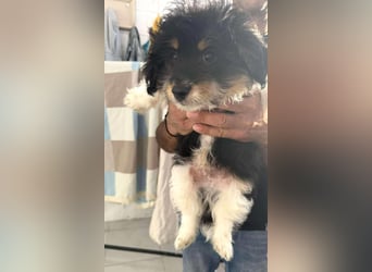 Elvis Kokonimix Rüde ca. 3 Monate alt in Griechenland