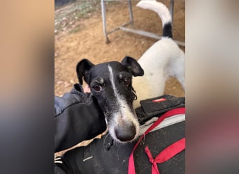 Penelope Foxterriermischling Hündin ca. 6 Jahre alt in Ungarn