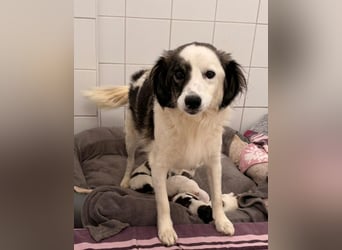 Elfie Mischlingshündin 4 Monate alt in 41751 Viersen