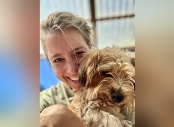 Keks kleiner Mischlingsrüde ca. 2 Jahre alt in Ungarn