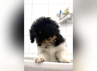 Elvis Kokonimix Rüde ca. 3 Monate alt in Griechenland