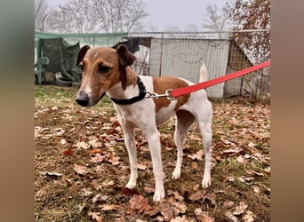 Alize Foxterriermischling Hündin ca. 6-7 Jahre alt in Ungarn