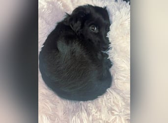 Daisy Mischlingshündin ca. 6 Monate alt in Griechenland