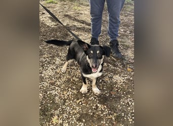 Tico kleiner Mischlingsrüde ca. 2,5 Jahre alt in Ungarn