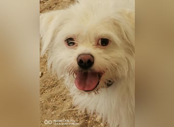 Susy kleine Mischlingshündin ca. 2,5 Jahre alt in Ungarn