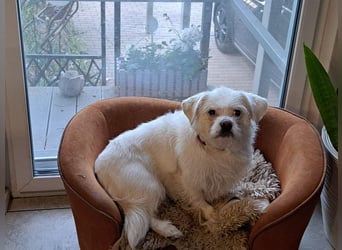 Susy kleine Mischlingshündin ca. 4 - 6 Jahre alt in 97318 Kitzingen