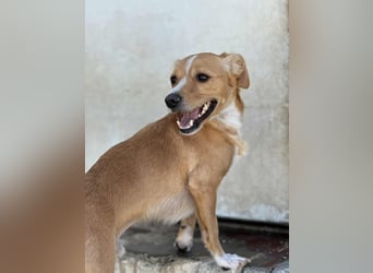 Benny Kokoni-Mix Rüde ca. 2 Jahre alt in Griechenland