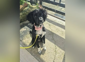 Daisy Mischlingshündin ca. 6 Monate alt in Griechenland