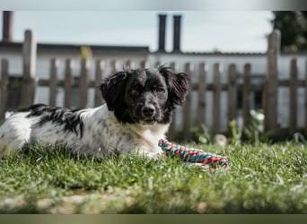 Anton Kokonimix Rüde ca. 7 Monate alt in 41751 Viersen