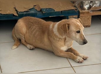 Margariti kleine Mischlingshündin ca. 12 Jahre alt in Griechenland