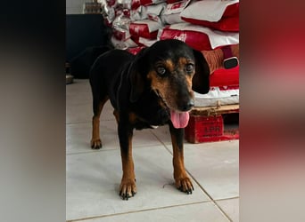 Trudi Mischlingshündin ca. 6 Jahre alt in Griechenland