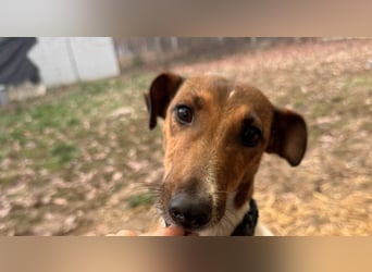 Stella Foxterriermischling Hündin ca. 3 Jahre alt in Ungarn