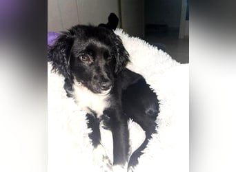 Daisy Mischlingshündin ca. 6 Monate alt in Griechenland