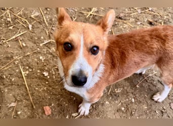 Cody Corgimischling Rüde ca. 4,5 Jahre alt in Ungarn