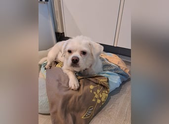 Susy kleine Mischlingshündin ca. 8-10 Jahre alt in 97318 Kitzingen