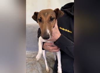 Alize Foxterriermischling Hündin ca. 6-7 Jahre alt in Ungarn