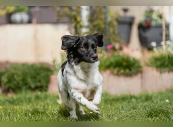 Anton Kokonimix Rüde ca. 7 Monate alt in 41751 Viersen