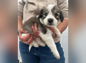 Pippa Mischlingshündin 2 Monate alt in Griechenland