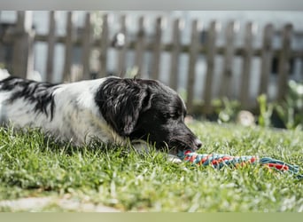 Anton Kokonimix Rüde ca. 7 Monate alt in 41751 Viersen