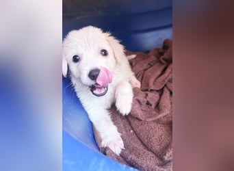 Nala Mischlingshündin ca. 2,5 Monate alt in Griechenland