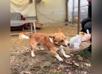 Cody Corgimischling Rüde ca. 4,5 Jahre alt in Ungarn