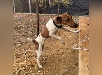 Stella Foxterriermischling Hündin ca. 3 Jahre alt in Ungarn